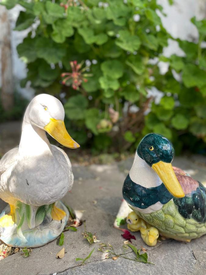 La Bicocca Di Annavi Bed & Breakfast Forio di Ischia Eksteriør bilde